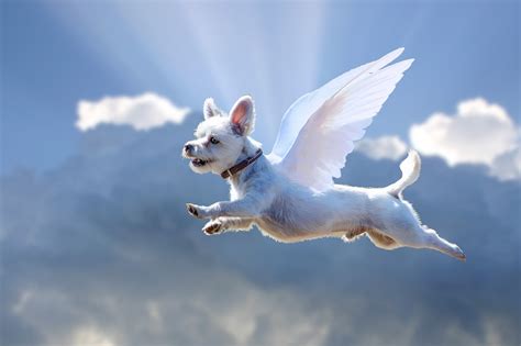 The Divine Connection: Dogs as Messengers from the Gods